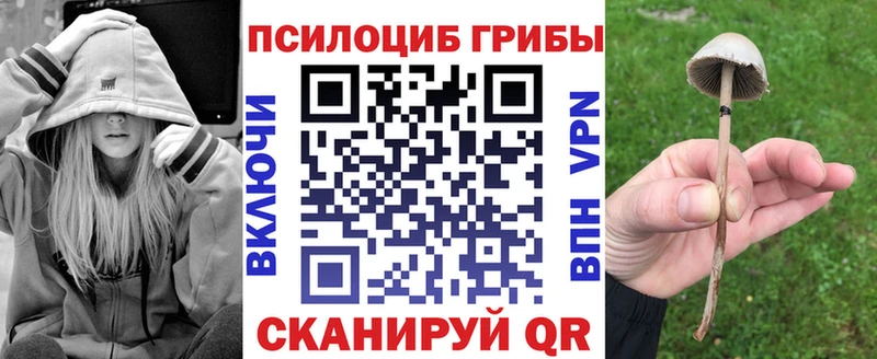 Купить где  Кропоткин  Псилоцибиновые грибы Psilocybe 